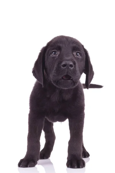 Svart Labrador Retriever Tittar Upp Och Står Isolerad Vit Bakgrund — Stockfoto