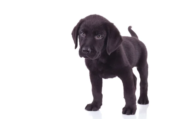 Carino Labrador Retriever Cercando Lato Piedi Isolato Sfondo Bianco — Foto Stock