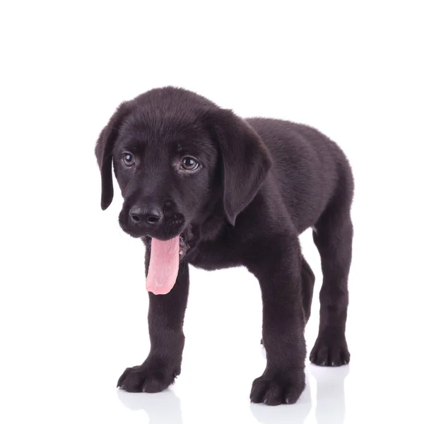 快乐的拉布拉多猎犬 看到一边喘气 一边伸出舌头 在白色的背景上孤零零地站着 — 图库照片