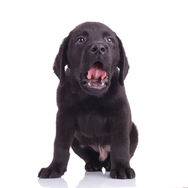 Labrador Retriever Dili Çıkarıp Nefes Alıyor Yukarı Bakıyor Beyaz Arka — Stok fotoğraf