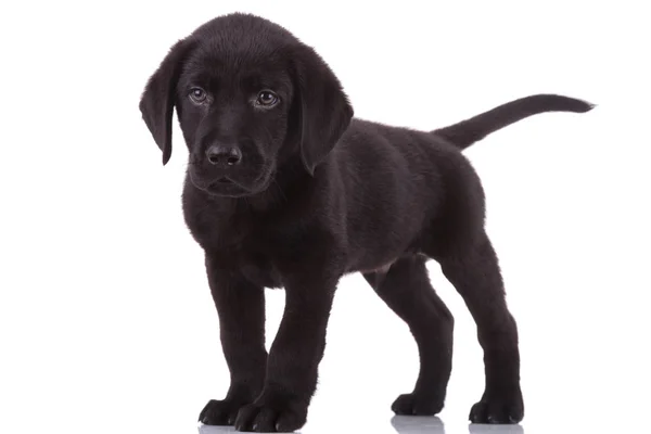 Baby Labrador Retriever Zoek Naar Kant Staan Geïsoleerd Witte Achtergrond — Stockfoto