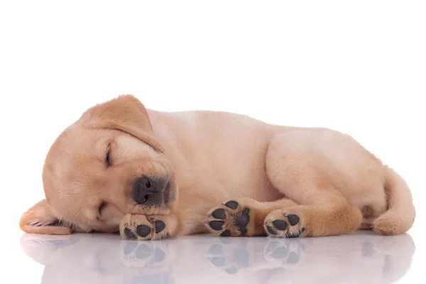 Adorable Bebé Labrador Retriever Acostado Durmiendo Sobre Fondo Blanco — Foto de Stock