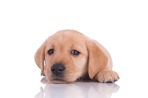 Schattige Baby Labrador Retriever Liggend Geïsoleerd Witte Achtergrond — Stockfoto