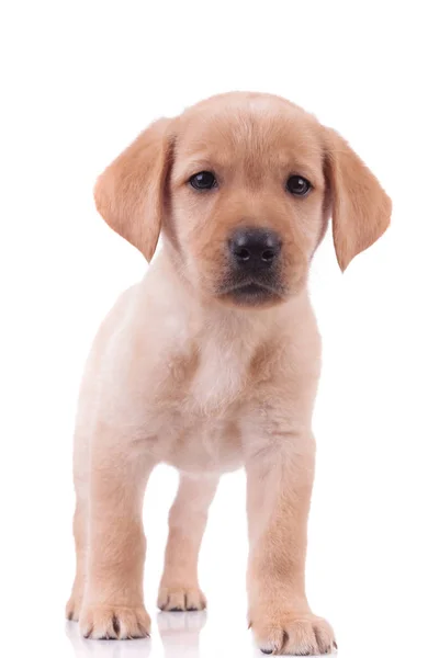 Adorable Baby Labrador Retriever Standing Isolated White Background — Stock Photo, Image
