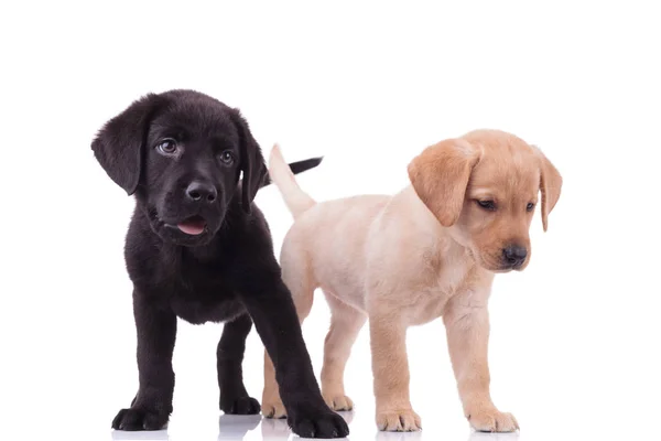 Dos Lindos Labradores Recuperadores Jadeando Sobresaliendo Lengua Pie Aislado Sobre — Foto de Stock