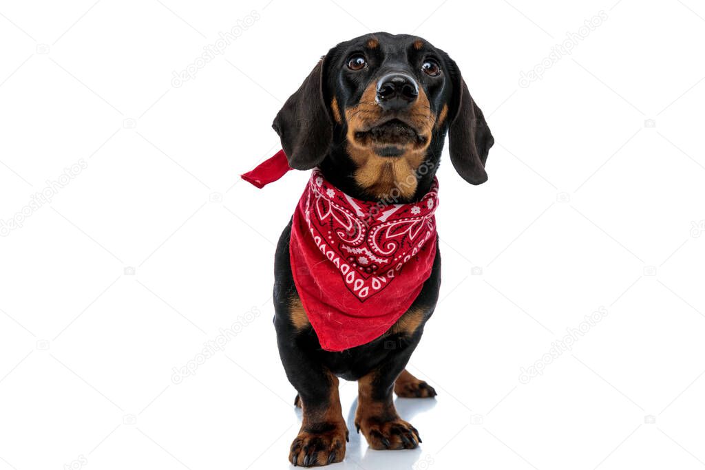 Dutiful Teckel puppy looking forward and wearing red bandana while standing on white studio background