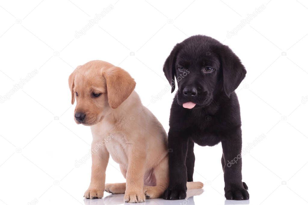 team of two labrador retriever looking down and panting, sitting and standing isolated on white background