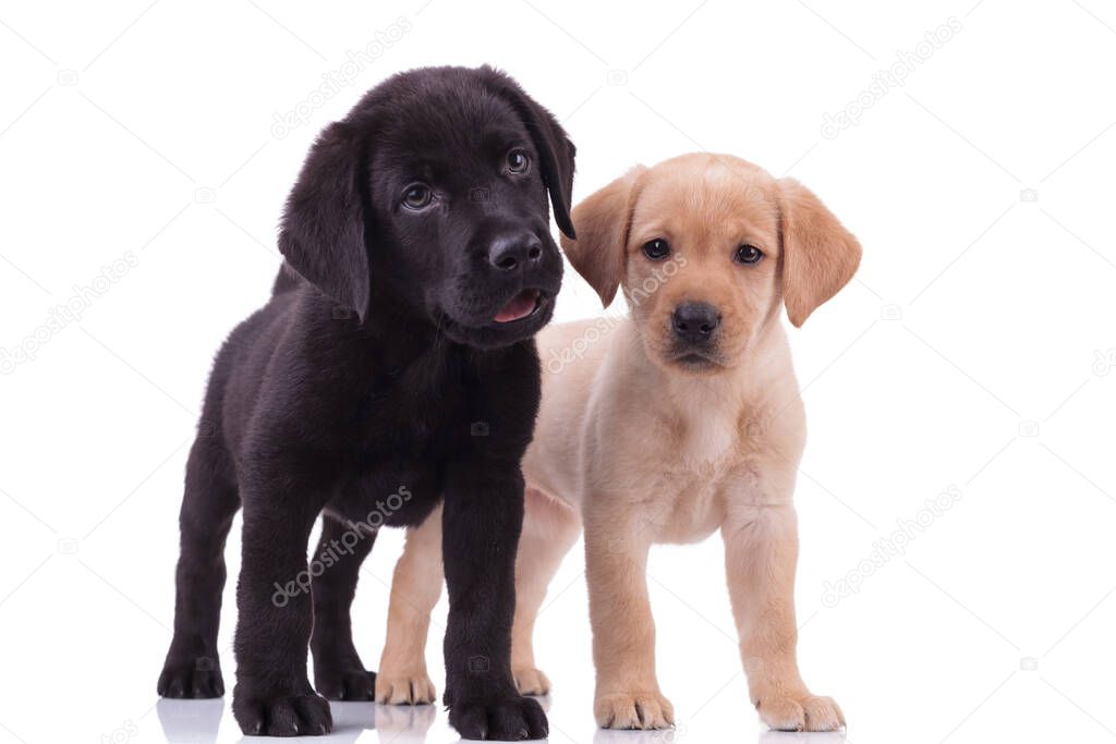 group of two labradors retrievers panting and sticking out tongue, standing isolated on white background