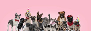 Büyük bir grup kedi ve köpek doğum günü şapkası, papyon ve güneş gözlüğü takıyor, oturuyor, duruyor ve pembe arka plana uzanıyor.