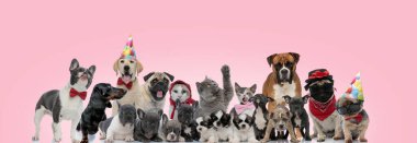 Büyük bir grup kedi ve köpek doğum günü şapkası, papyon ve güneş gözlüğü takıyor, oturuyor, duruyor ve pembe arka plana uzanıyor.