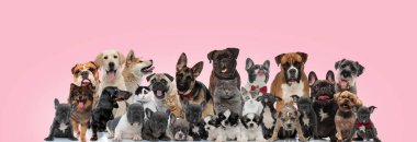 Pembe arka planda otururken, ayakta ve yatarken papyon takan kedi ve köpeklerden oluşan geniş bir ekip.