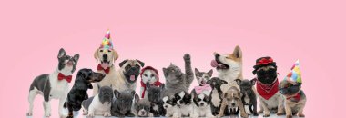 Kediler ve köpeklerden oluşan sevimli bir ekip pembe arka planda otururken, ayakta ve uzanırken poz veriyor.