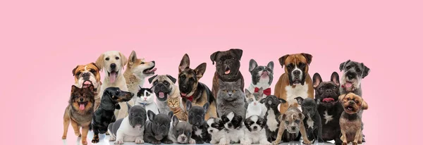 Large Group Dogs Cats Posing Wearing Bowties While Sitting Standing — Stock Photo, Image