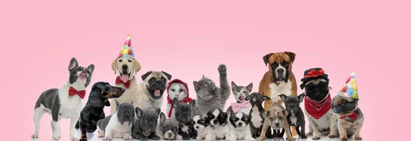 Gran Equipo Gatos Perros Posando Con Sombreros Cumpleaños Pajaritas Gafas — Foto de Stock