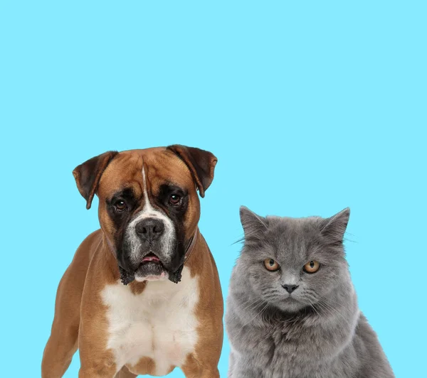 Dutiful Boxer Looking Forward British Long Hair Cat Blue Background — 스톡 사진