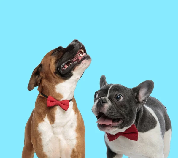 Happy Boxer Vistiendo Corbata Mientras Mira Hacia Arriba Emocionado Bulldog — Foto de Stock