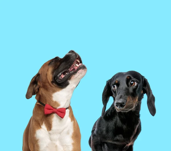 Bowtie Feliz Boxer Vestindo Enquanto Olha Para Cima Tímido Tackel — Fotografia de Stock