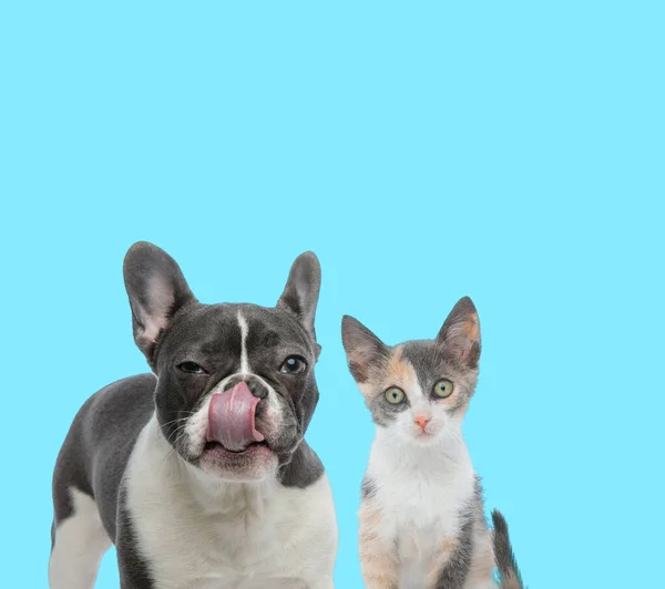 Curioso Gato Metis Cachorro Mirando Hacia Adelante Sospechoso Bulldog Francés —  Fotos de Stock