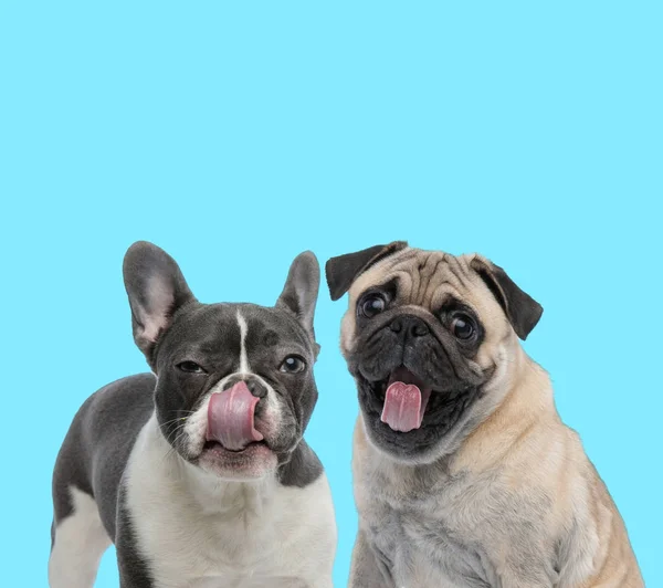 Sospetto Francese Bulldog Leccare Naso Eccitato Carlino Ansimando Sfondo Blu — Foto Stock