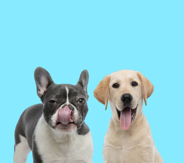 Şüpheli Fransız Bulldog Burnunu Yalıyor Labrador Köpeği Mavi Arka Planda — Stok fotoğraf