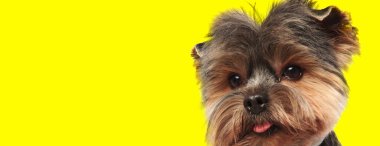 Kahverengi kürklü sevimli Yorkshire terrier köpeğinin sarı stüdyo arka planında dili açık kameraya bakışını kapatın.