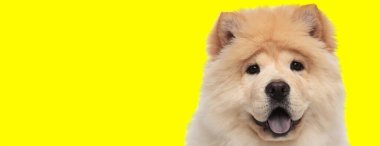 Kahverengi kürklü, sarı stüdyo arka planında soluk soluğa mutlu bir köpek.