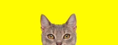 Gri kürklü tatlı bir metis kedinin yüzünü kameradan saklayan sarı stüdyo arka planında utangaç.