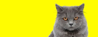 Gri kürklü sevimli İngiliz uzun saçlı kedi sarı stüdyo arka planındaki kameraya bakıyor.