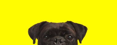 Kahverengi kürklü şirin bir boksör köpeğinin yüzünü kameradan saklayan sarı stüdyo arka planında utangaç.