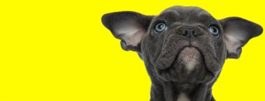 Siyah kürklü sevimli bir Amerikan kabadayı köpeğinin sarı stüdyo geçmişini araştırıyor.