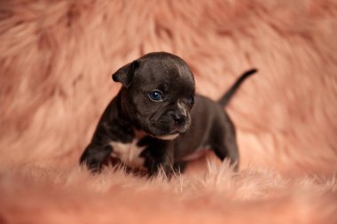 tapılası Amerikan zorbası pembe kürk arka planda duruyor.