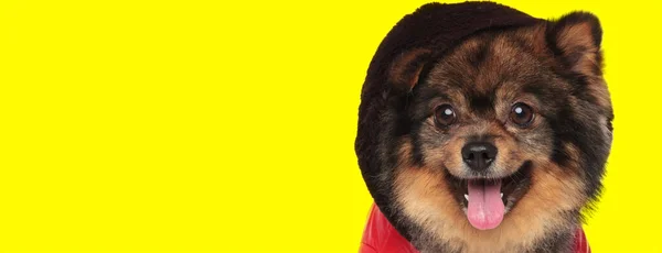 Zblízka Roztomilé Spitz Pes Nosí Bundu Kapucí Hlavě Zatímco Oddychující — Stock fotografie