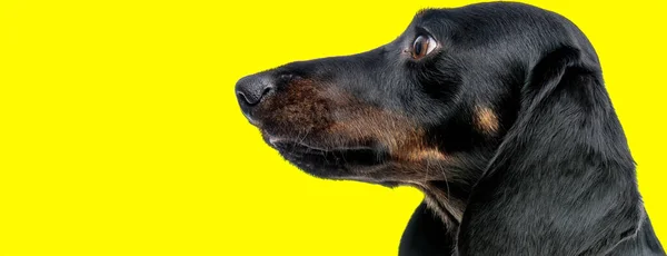 Κοντινό Πλάνο Ενός Χαριτωμένου Σκυλιού Teckel Μαύρη Γούνα Κοιτάζοντας Προς — Φωτογραφία Αρχείου