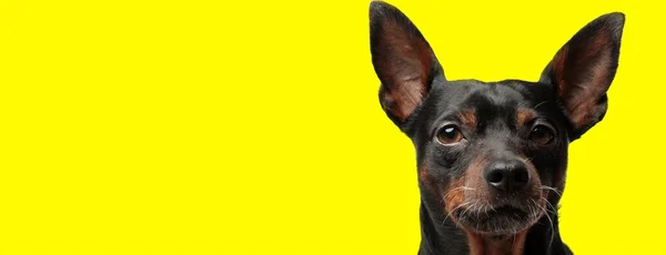Primer Plano Lindo Perro Pellizco Con Piel Negra Mirando Cámara —  Fotos de Stock