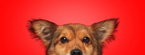 Close Cão Metis Doce Com Pele Marrom Escondendo Enquanto Olha — Fotografia de Stock