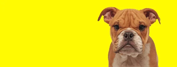在一个漂亮的英国斗牛犬的近照下 一只棕色毛皮的英国斗牛犬在黄色摄影棚的背景下高兴地看着摄像机 — 图库照片
