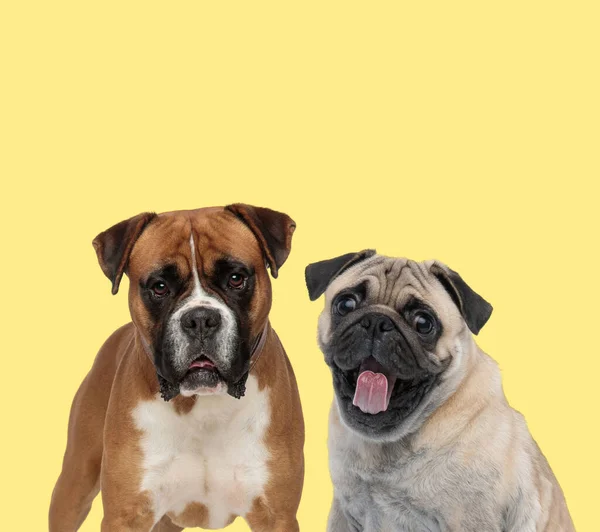 Bonito Boxer Cão Lado Cão Pug Ofegante Feliz Fundo Amarelo — Fotografia de Stock