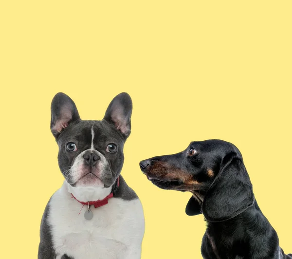 黄色の背景で幸せ脇を見ているテッケル犬の隣に赤い紐を身に着けているかわいいフランスのブルドッグ — ストック写真