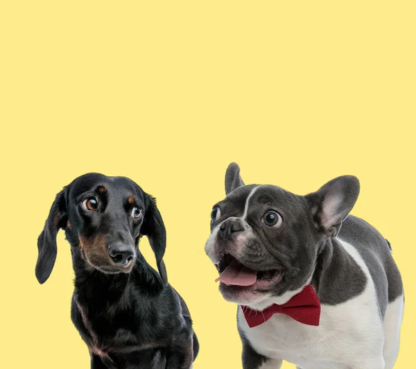 Słodkie Teckel Pies Patrząc Francuski Buldog Noszenie Czerwony Muszka Dysząc — Zdjęcie stockowe