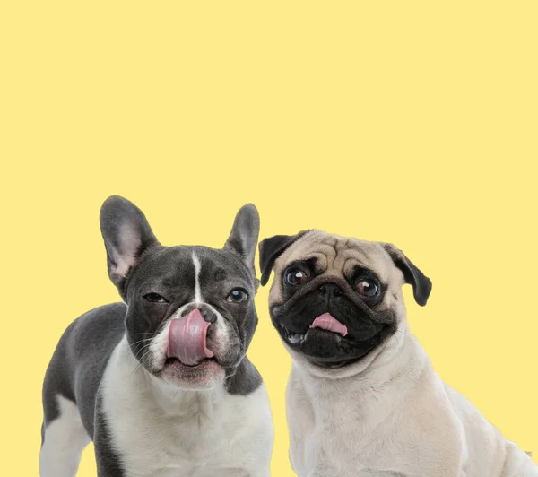 Adorable Couple Bouledogue Français Chiots Lécher Bouche Heureux Sur Fond — Photo