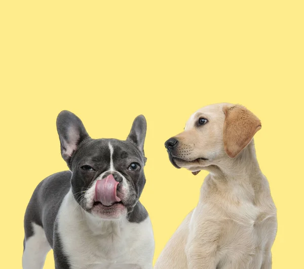 Tatlı Fransız Bulldog Köpeği Labrador Köpeğinin Yanında Burnunu Yalıyor Sarı — Stok fotoğraf