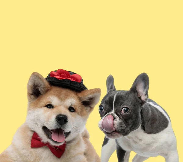 Cute Akita Inu Dog Wearing Hat Bowtie Next French Bulldog — Stock Photo, Image