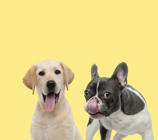 可愛いですラブラドール取得犬ともに舌アウト立って隣にフランスのブルドッグ舐め鼻幸せ上の黄色の背景 — ストック写真