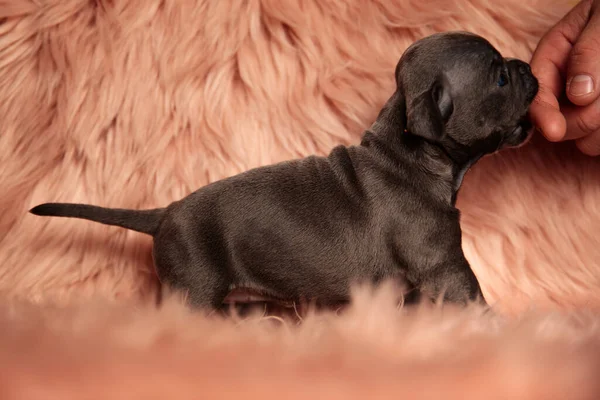 cute american bully biting finger and standing on pink fur background