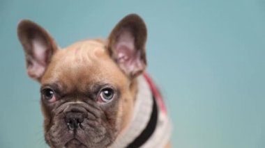 Mavi stüdyo arka planında korkudan titrerken başını öne eğmiş ve mütevazı gözlerle ileriye bakan giysili küçük bir Fransız Bulldog 'una yaklaş.