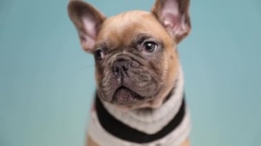 Elbise giymiş, ağzı yalayan küçük bir Fransız Bulldog 'u yakın çekimde mavi stüdyo arka planında üzgün bir şekilde etrafa bakıyor.