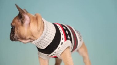 Küçük Fransız Bulldog ayakta duruyor ve titriyor. Mavi stüdyo arka planında bir şeyden korkuyor.
