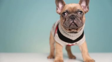 Mavi stüdyo arka planında üzgün bir şekilde sallanırken giyinmiş, etrafa bakınıp duran sevimli Fransız Bulldog köpeği.