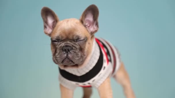 Jong Frans Bulldog Dragen Kleding Staan Schudden Van Angst Terwijl — Stockvideo