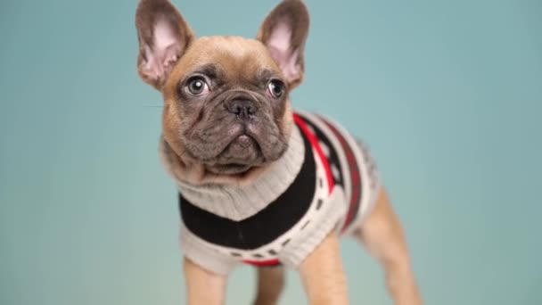 Adorável Francês Bulldog Cão Vestindo Roupas Olhando Redor Enquanto Treme — Vídeo de Stock
